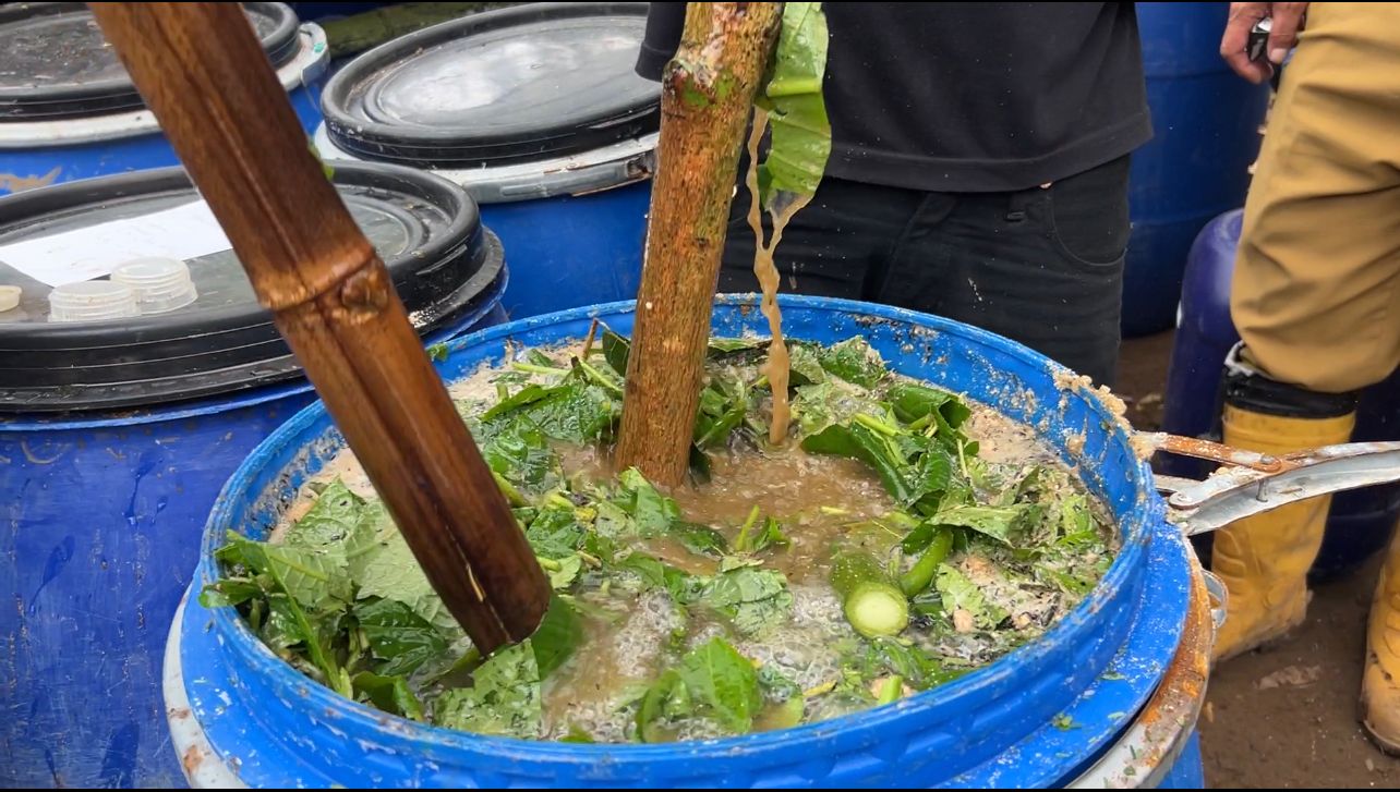 Inilah Cara Membuat ZPT Insektisida Fungisida Dari Bahan Sederhana