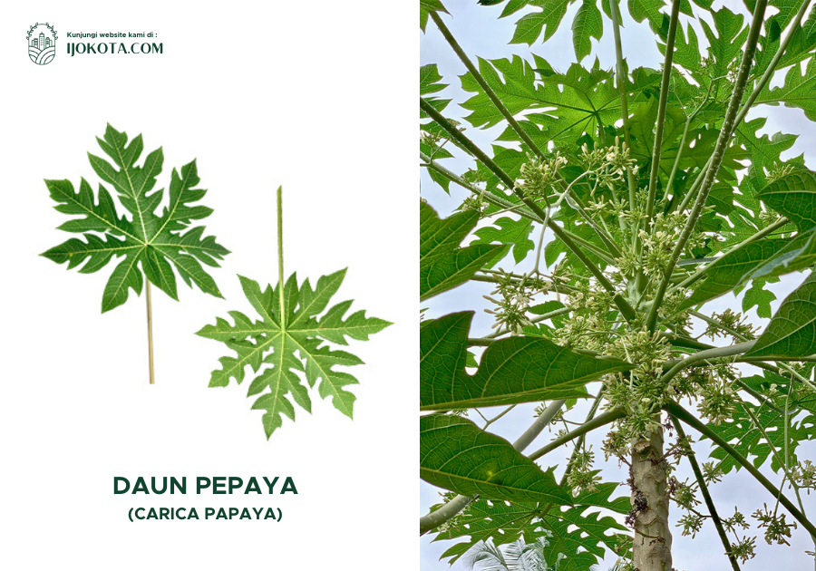 daun pepaya