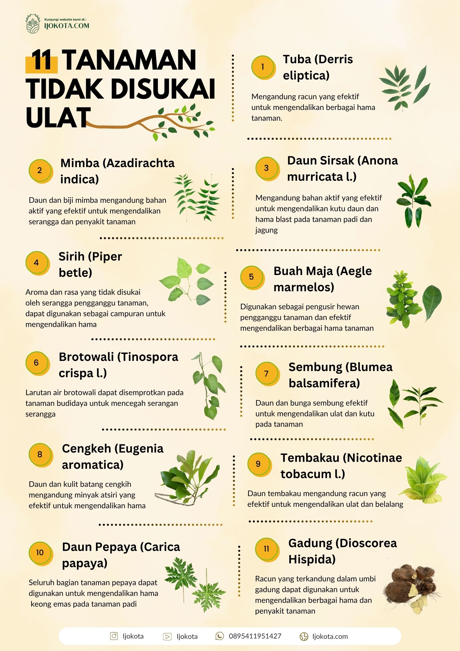 Infografis Cara Membuat Pestisida Nabati