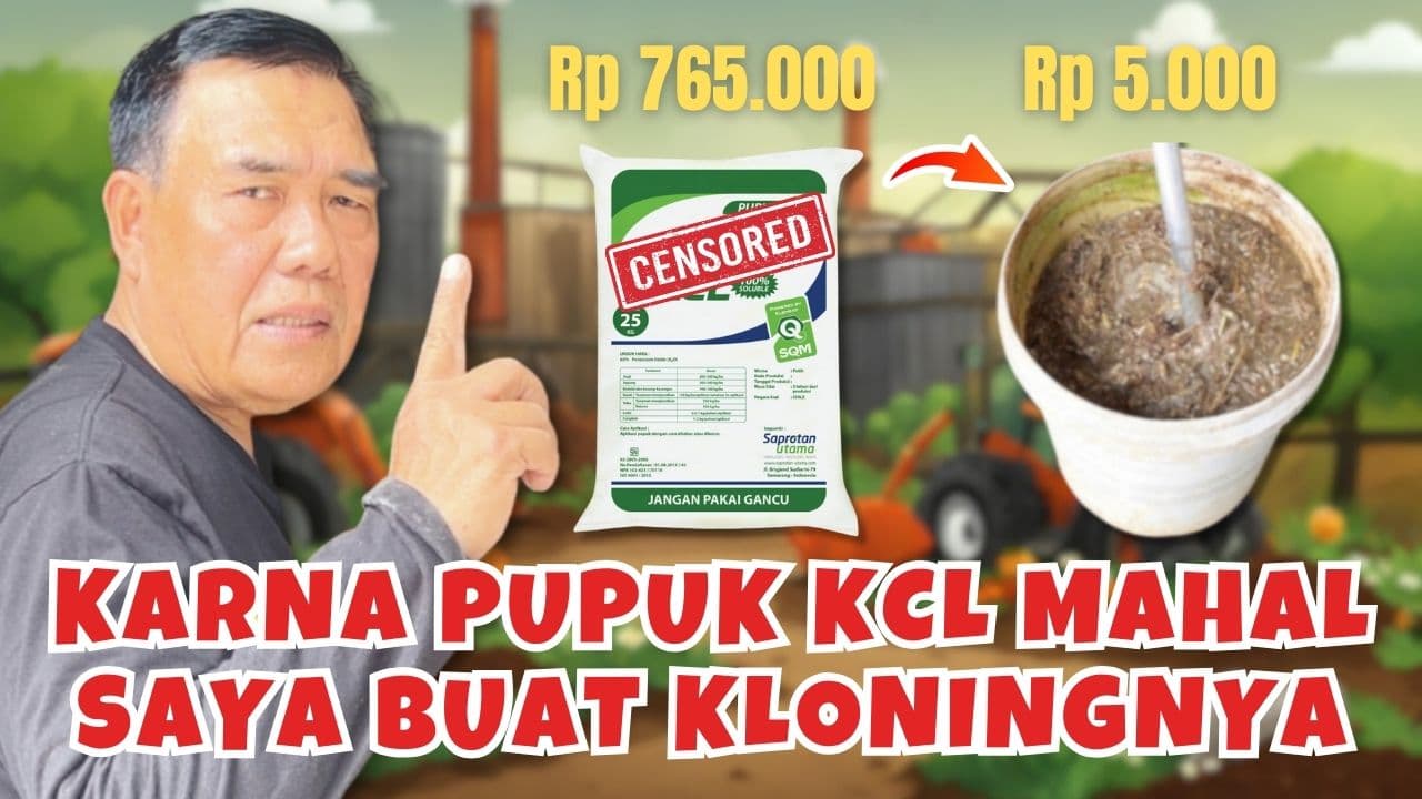 Solusi Pupuk KCL Mahal, Ini Cara Buat Pupuk Alternatifnya!