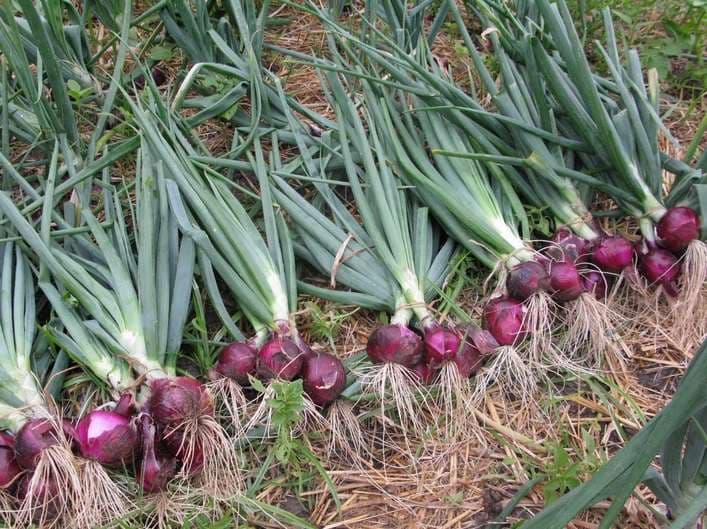 Pupuk Bawang Merah Pola KP2M