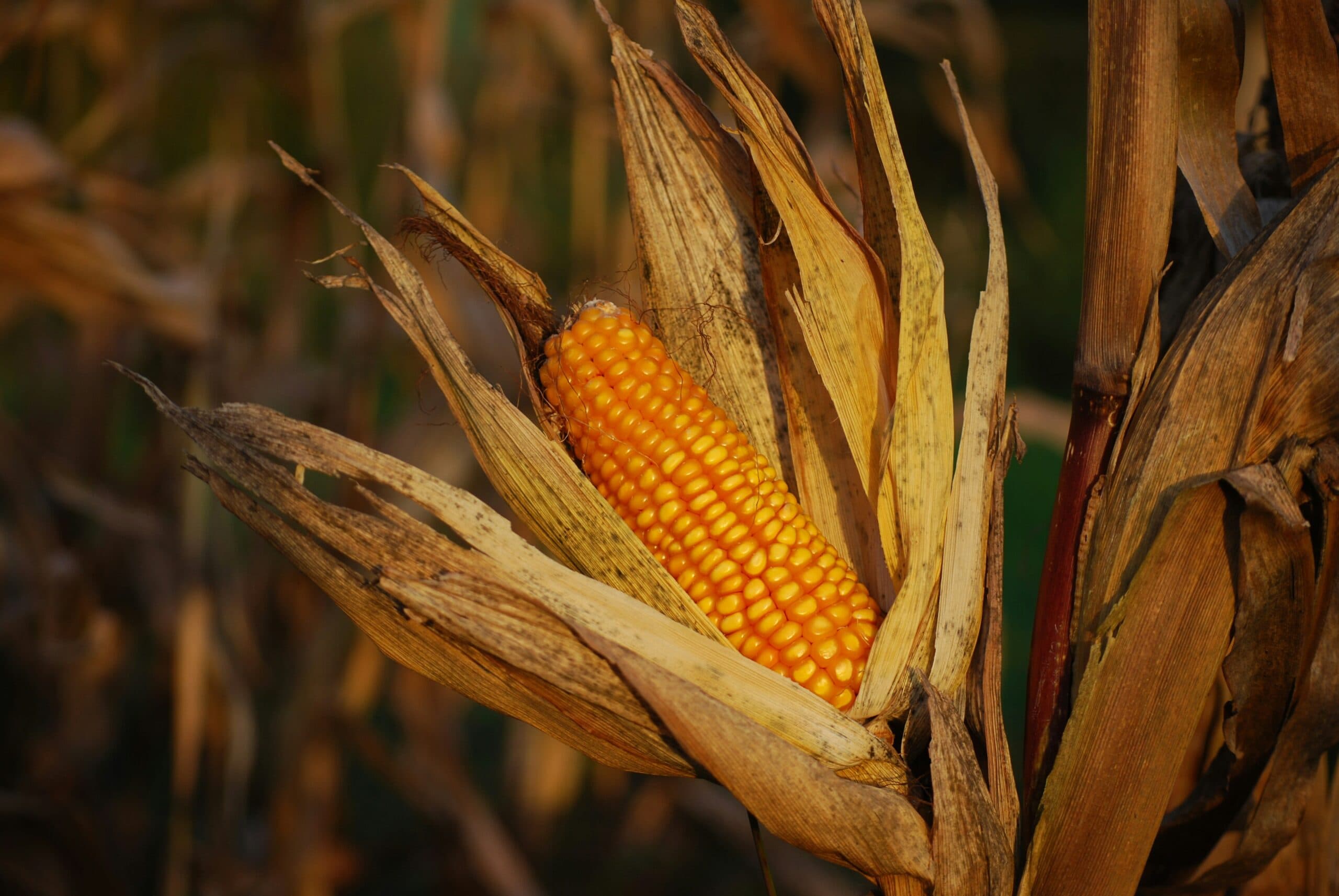 Budidaya Jagung Pola KP2M