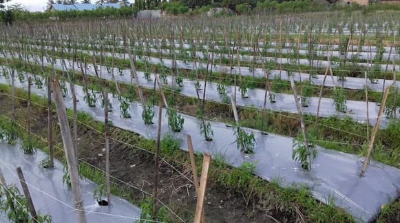 Cara Buat Bedengan Blackgold Pola KP2M