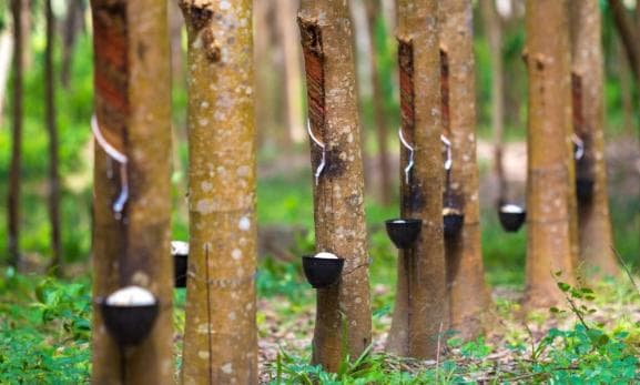 Pola Budidaya Tanaman Keras : Karet, Tanaman Tahunan, Kayu-kayuan, Buah-buahan, dan Lainnya