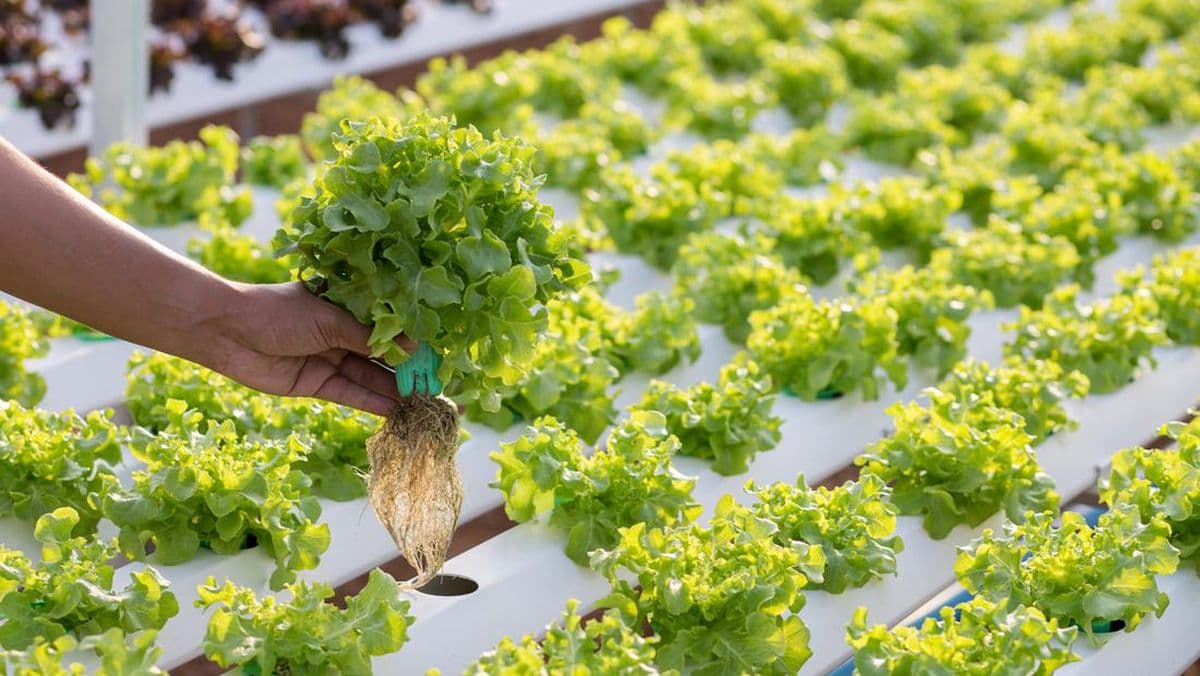 Pupuk Hidroponik Organik Pola KP2M (Pengganti AB MIX)