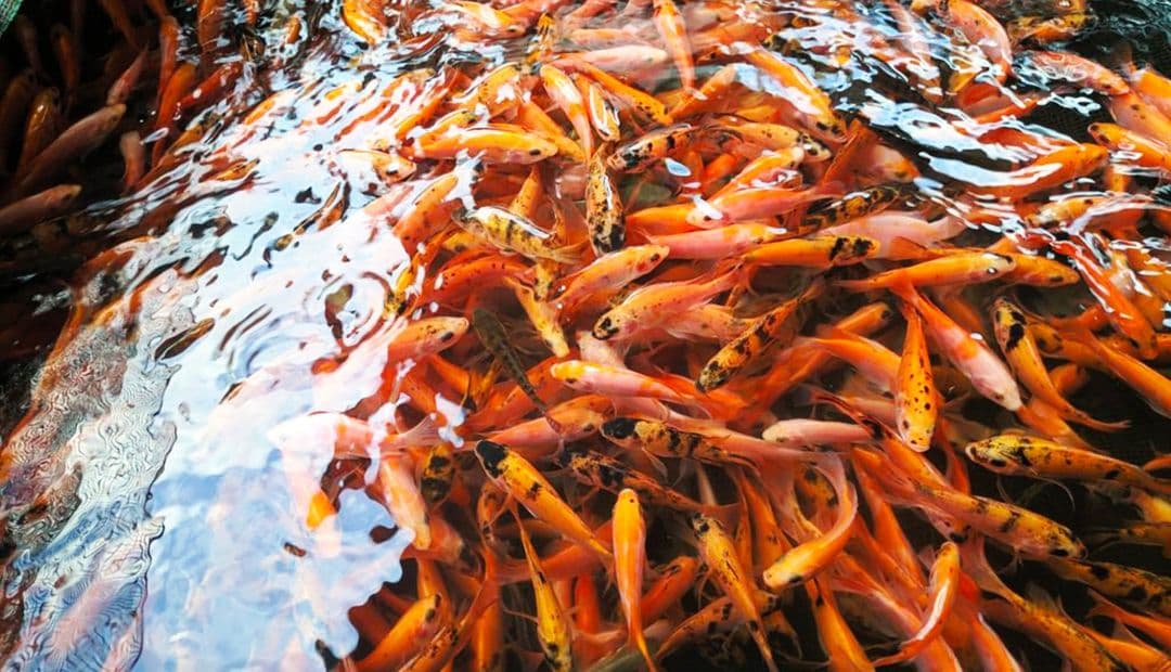 Cara Buat Pakan Ikan Pola KP2M