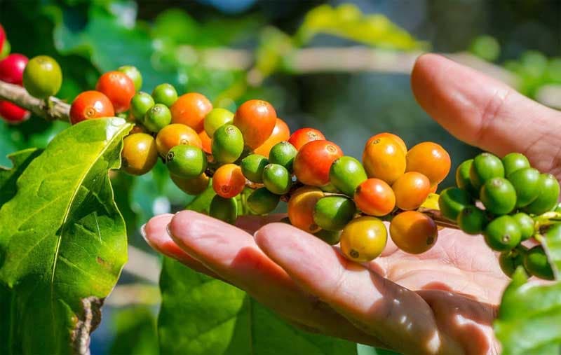 SOP Budidaya Kopi Pola KP2M