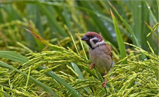 Cara Mengatasi Hama Burung di Sawah