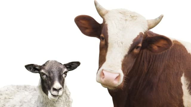 Pakan Fermentasi Sapi & Kambing Pola KP2M