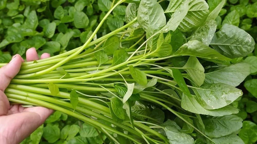 Cara Membuat Biotonik KP2M Nusantara