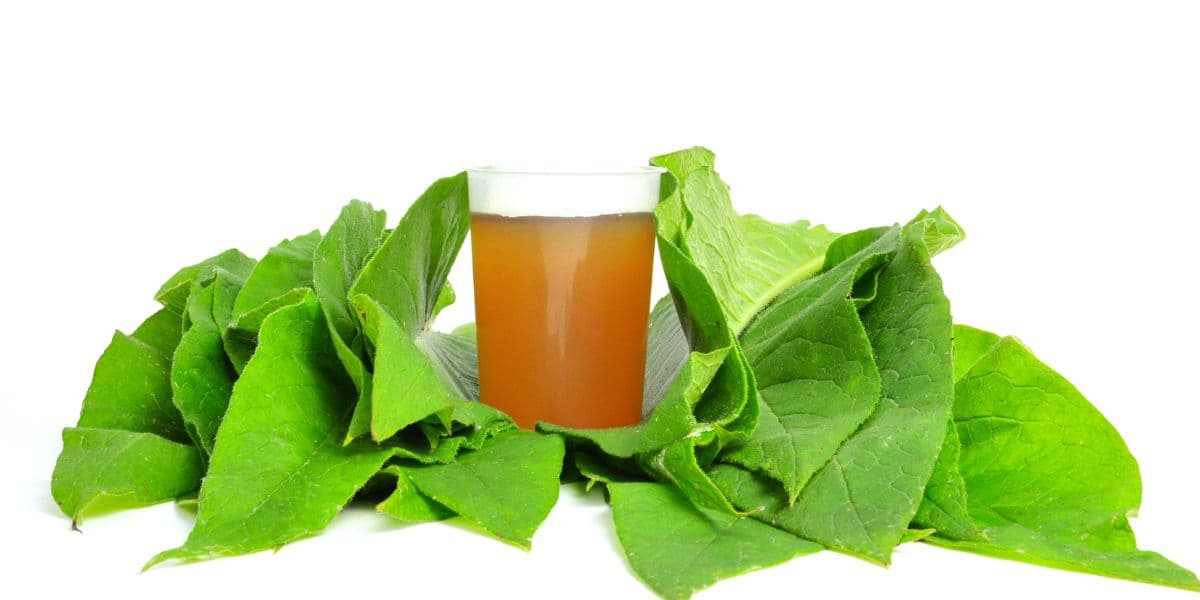Cara Membuat Biotonik Rotan