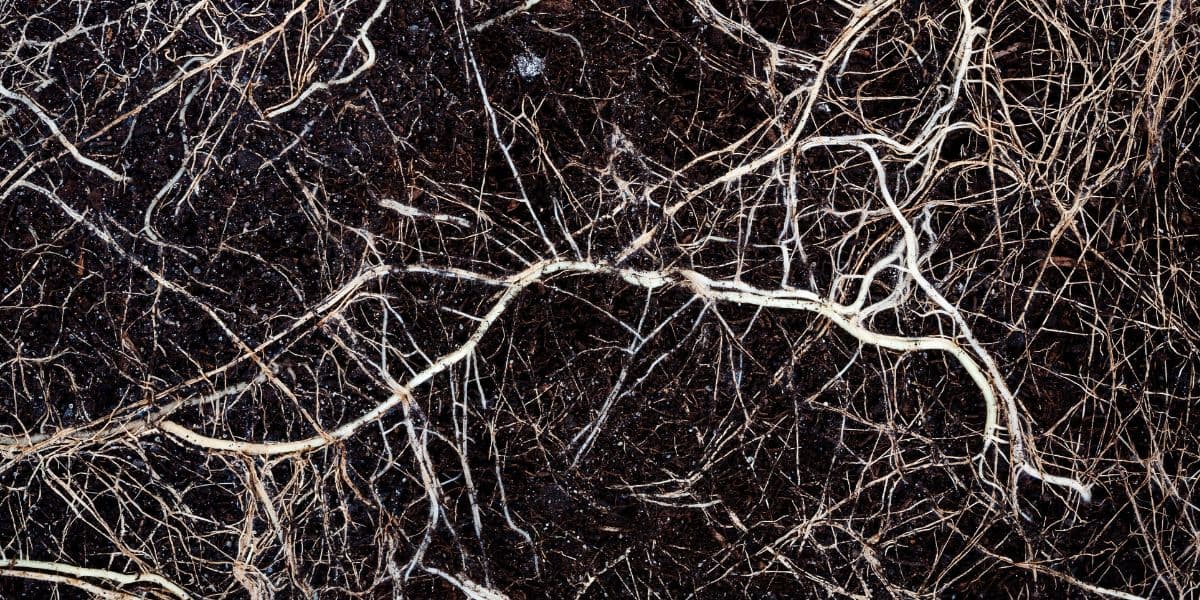 Cara Membuat PGPR (Plant Growth Promotor Rhizobacteria)