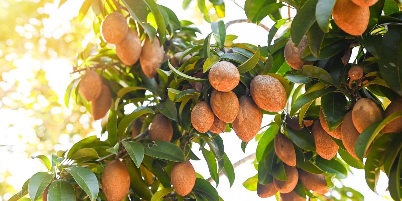 Cara Membuat MOL (Micro Organism Local) Buah