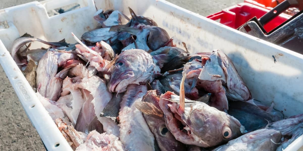 Aplikasi ROTER21 pada Limbah Ikan