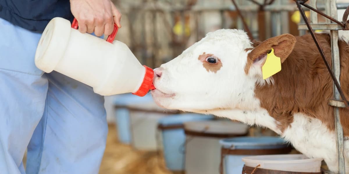 Jamu untuk Kambing dan Sapi ala KP2M