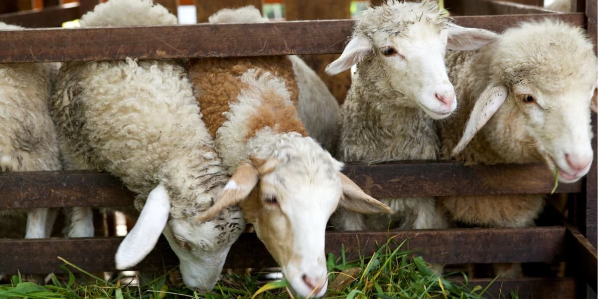 Tips Ternak Kambing ala KP2M
