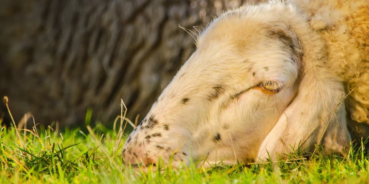 Penyakit dan Pengobatan pada Kambing