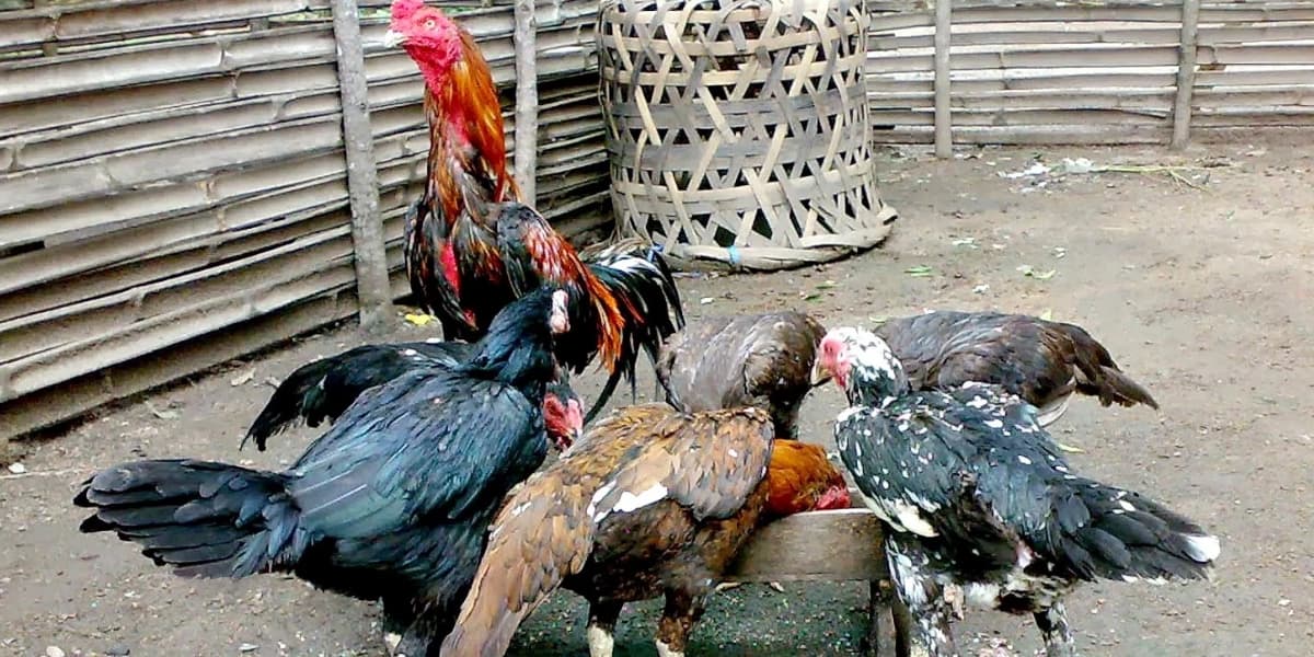 Pakan untuk Ayam Kampung ala KP2M
