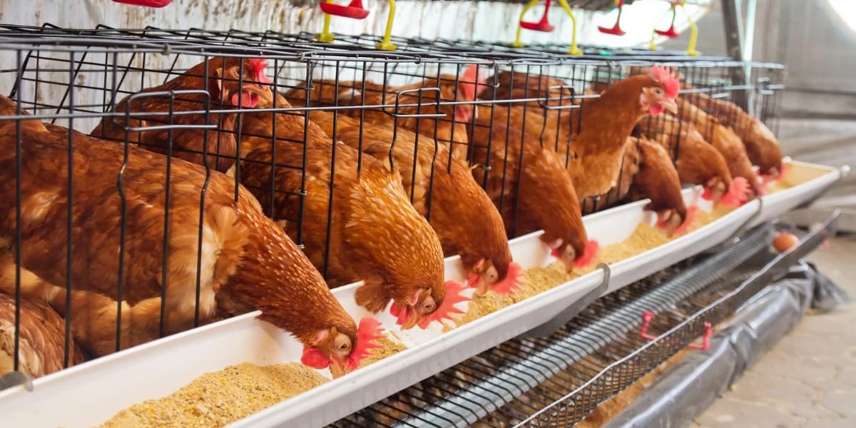 Ternak Ayam Kampung Organik