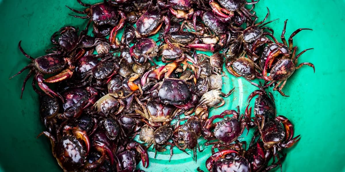 Cara Mengatasi Kepiting Sawah