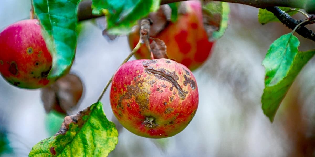 Cara Mengatasi Buah Pecah