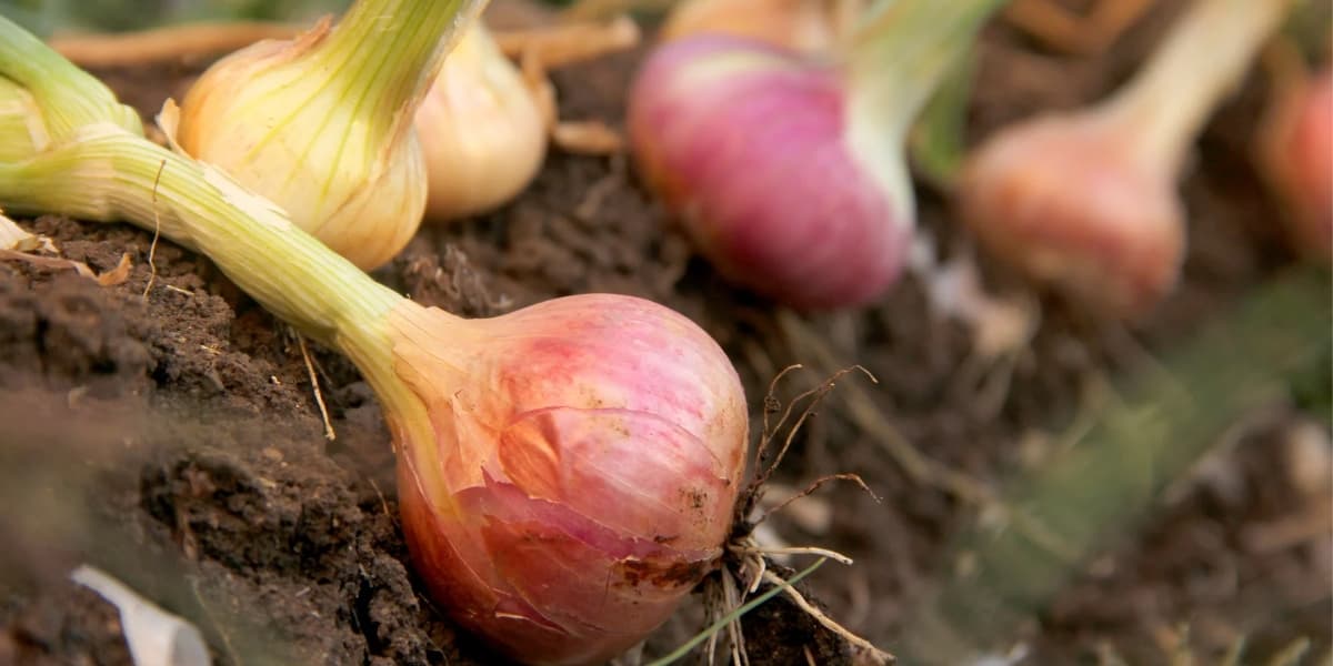 Trik dan Cara Menanam Bawang Merah ala KP2M