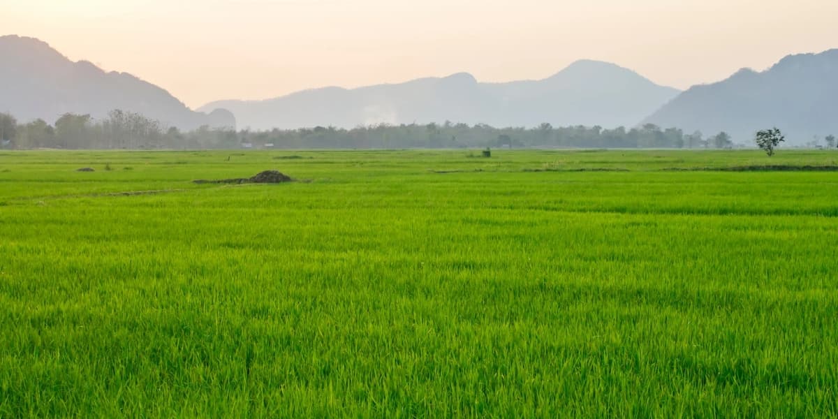 Pola Tanam Padi pada Lahan Tadah Hujan ala KP2M