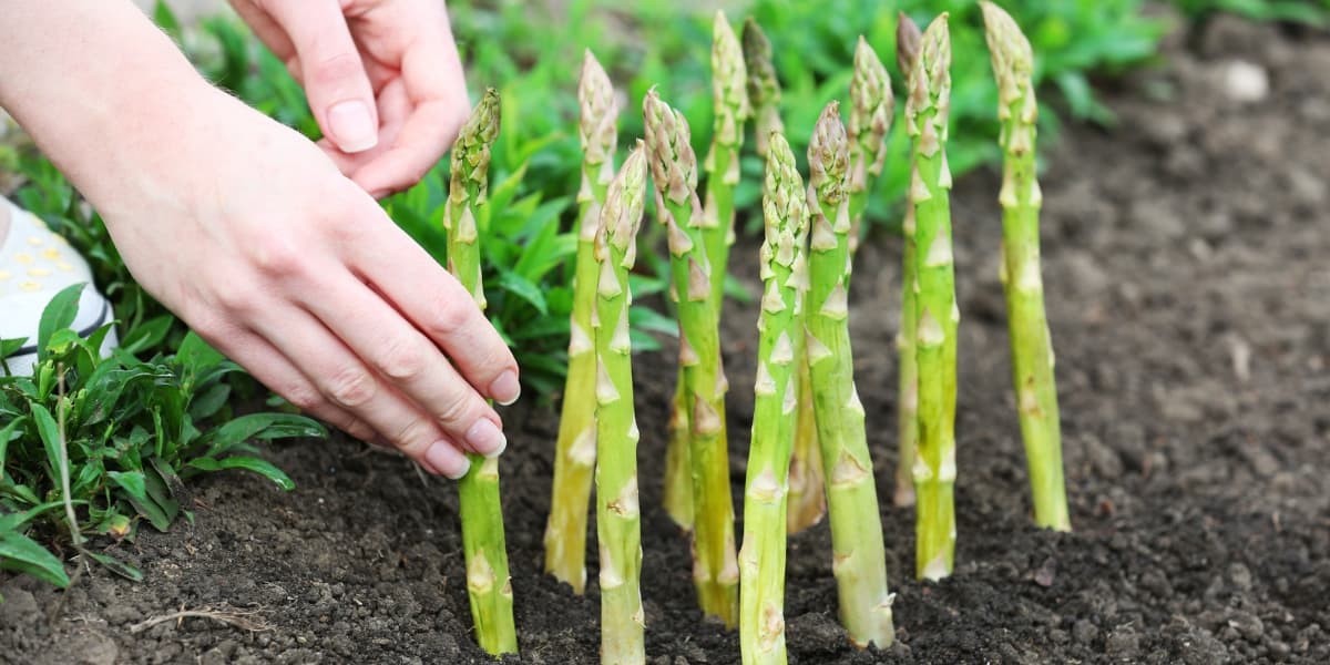 Budidaya Asparagus