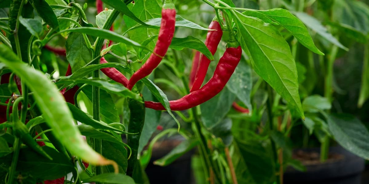 Cara Tanam Cabe di Pot atau Polybag