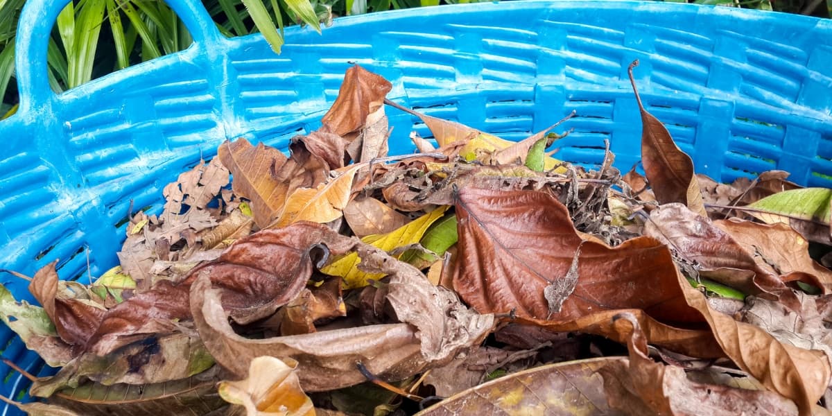 Cara Membuat Pupuk P (Fosfat) dari Daun Kering