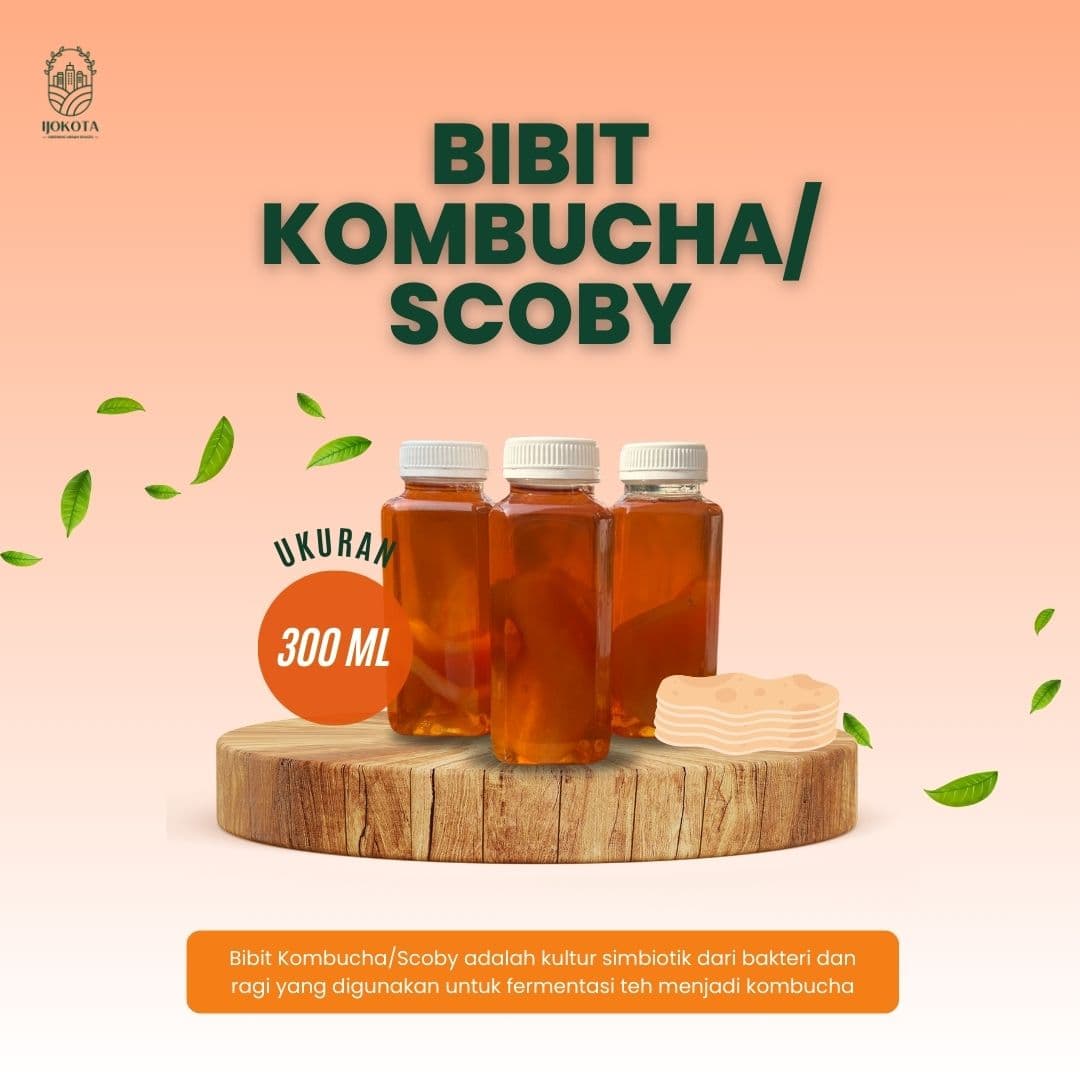 Bibit Kombucha