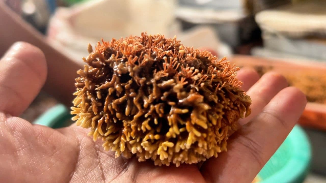 Cara Mengawetkan Jakaba (Jamur Keberuntungan Abadi)