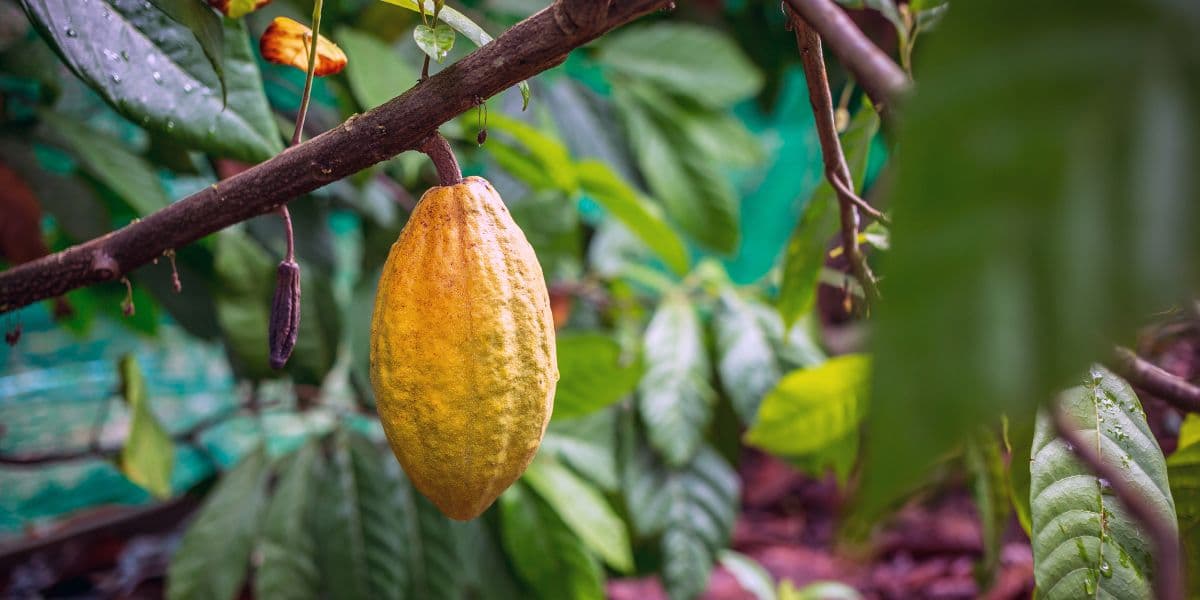 Pola Pemupukan dan Perawatan Kakao