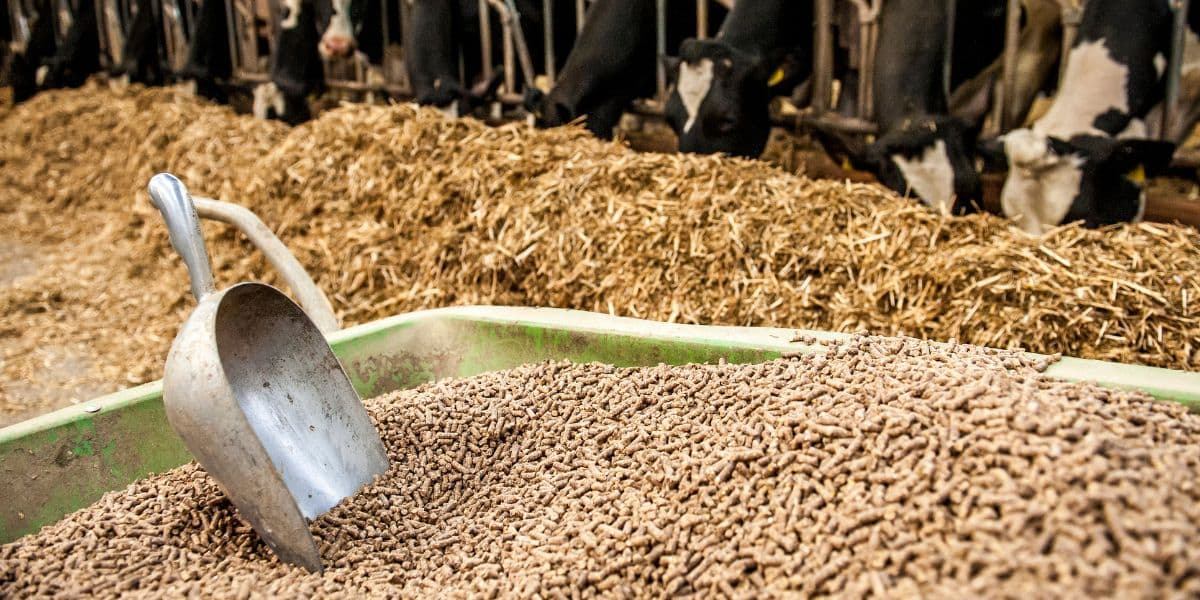Cara Membuat Konsentrat Silase ala KP2M