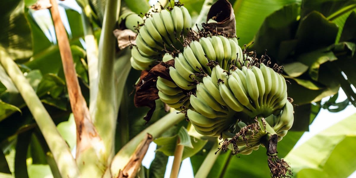 Pola Tanam Pisang KP2M
