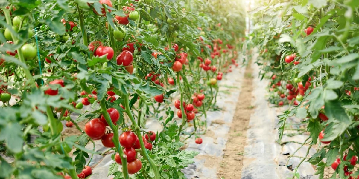 Cara Budidaya Tomat Organik ala KP2M