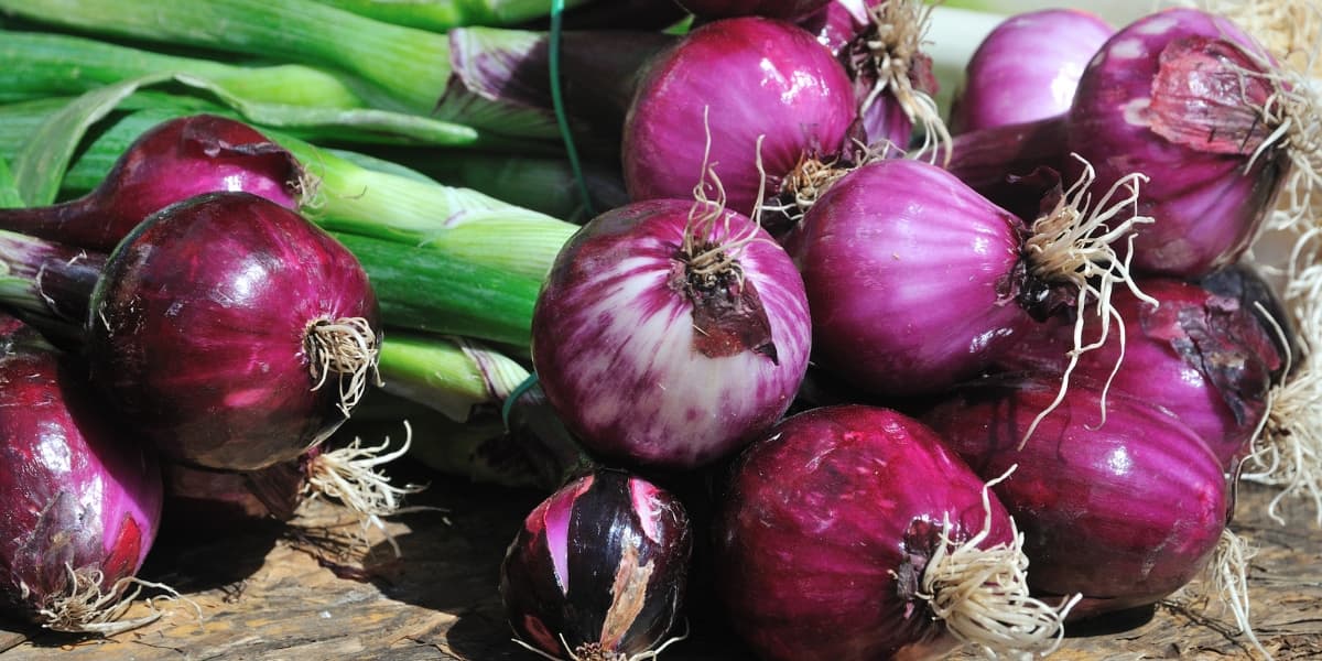 Cara Membuat Asam Amino untuk Bawang Merah