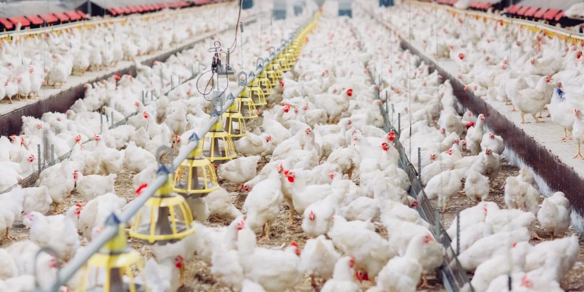 Perlakuan Ayam Pedaging dari Brooding sampai Panen