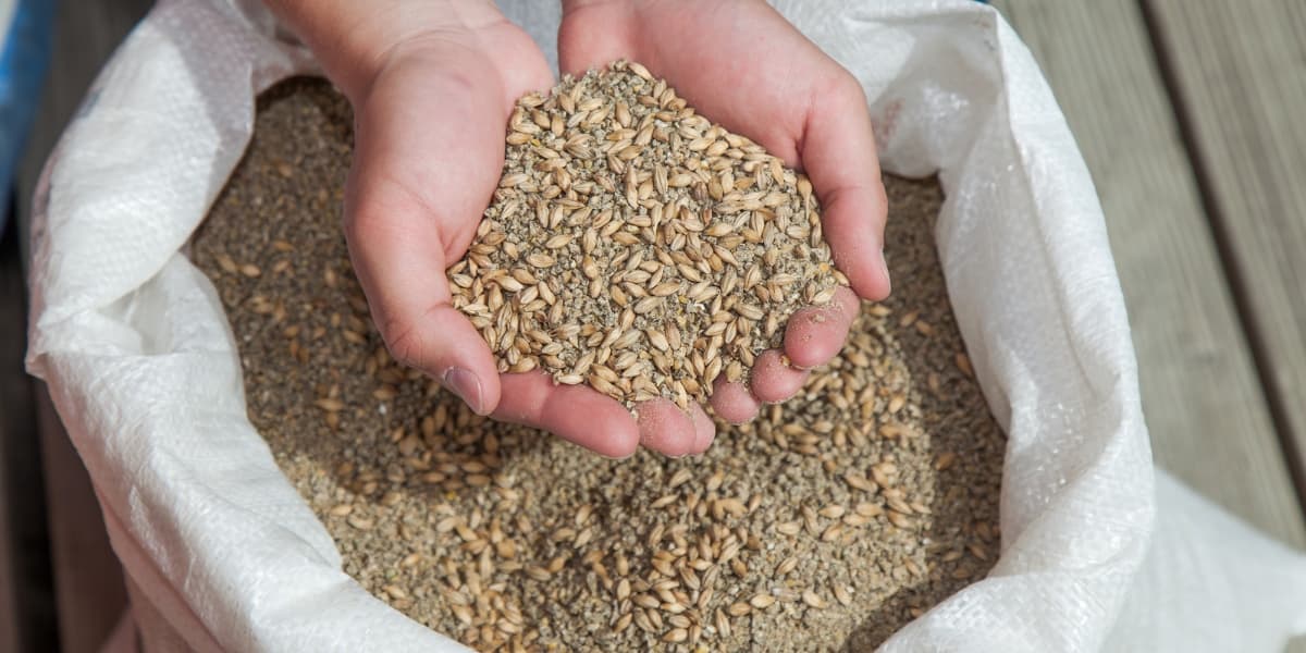 Cara Meningkatkan Protein Pakan