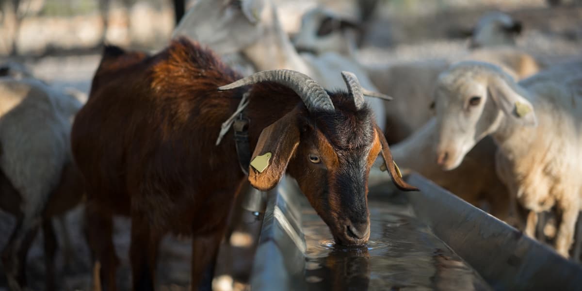 Cara Membuat Jamu Kambing
