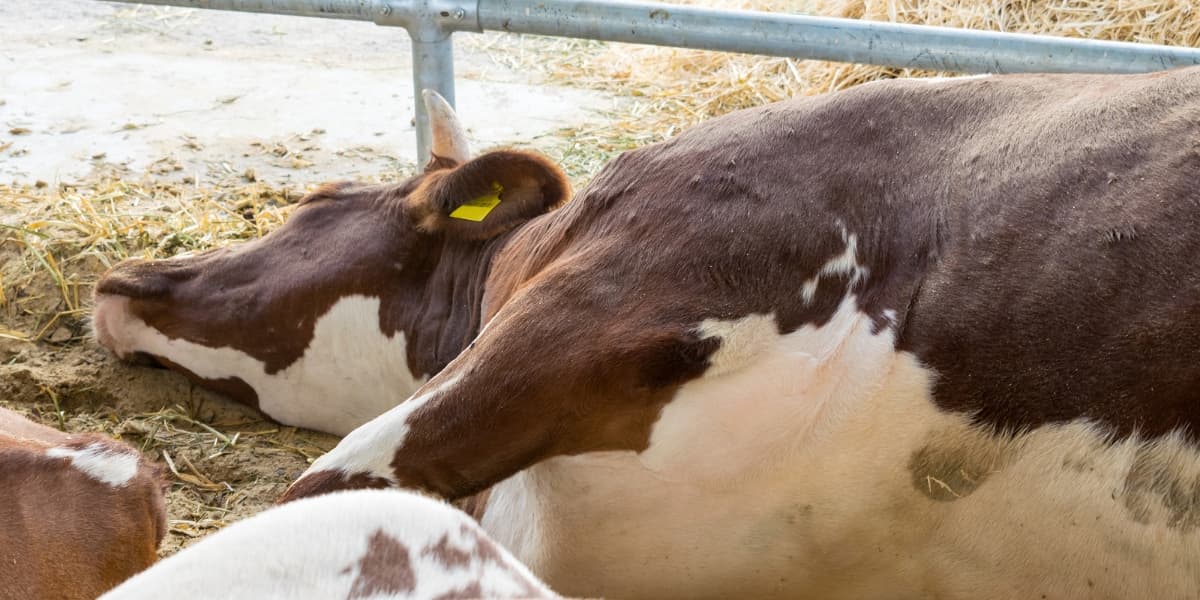 Mengatasi Virus Penyebab Jembrana pada Sapi