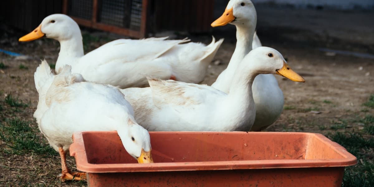 Cara Membuat Pakan Bebek ala KP2M