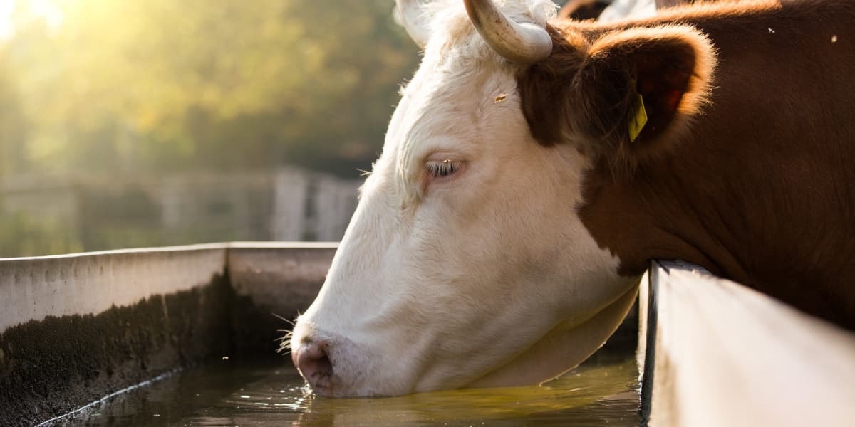 Ramuan Organik untuk Sapi
