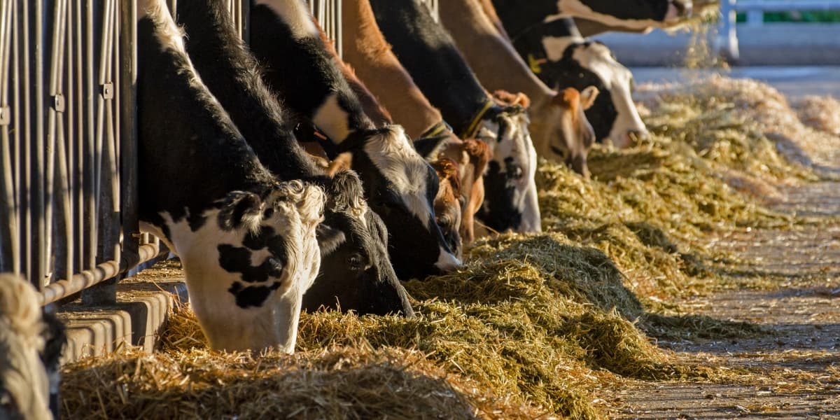 Cara Membuat Pakan Sapi Fermentasi dari Jerami