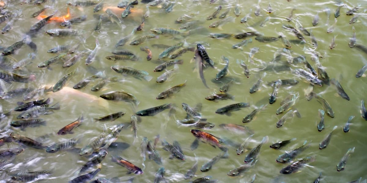 Cara Membuat Jamu Ikan