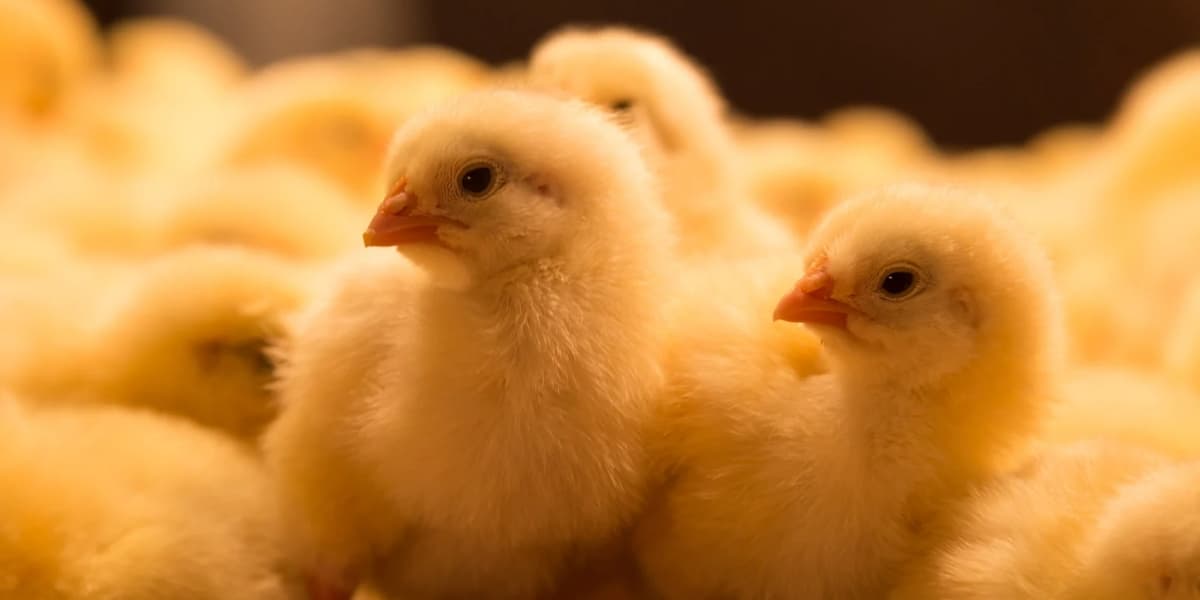Cara Merawat DOC Ayam Broiler – Budidaya Broiler KP2M