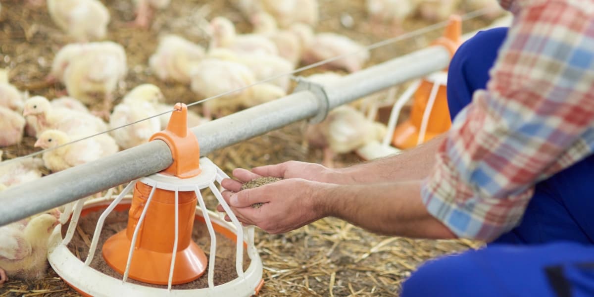 Cara Persiapan Pakan Ayam Broiler – Budidaya Broiler KP2M