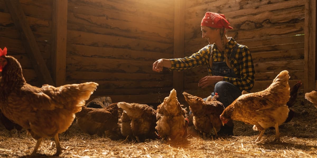 Cara Memelihara Ayam Broiler – Budidaya Broiler KP2M