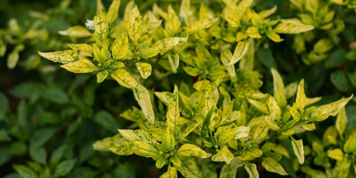 Tips Mencegah dan Mengatasi Virus Gemini dan CMV pada Cabe