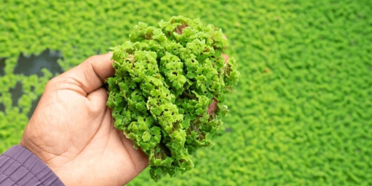 Meningkatkan Kandungan Nutrisi Azolla